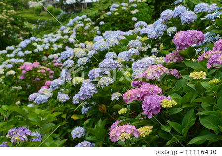 斜面に咲く紫陽花 11116430