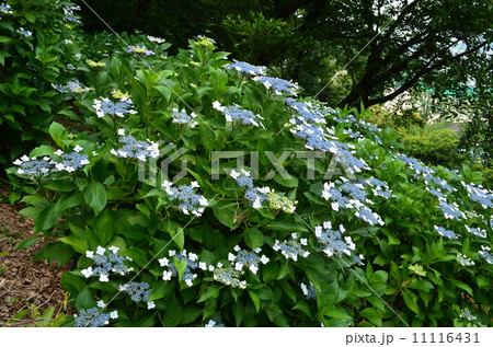斜面に咲く愕紫陽花 11116431