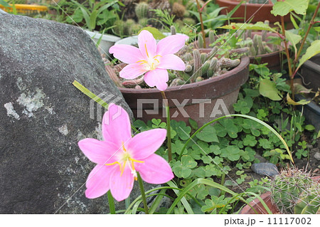 ピンクの玉すだれ 11117002