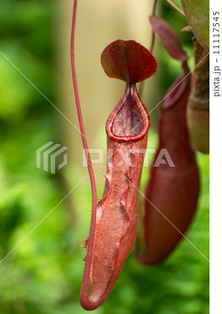 ウツボカズラ 11117545