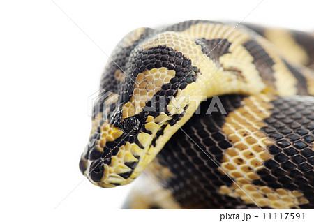 Pastel snake 11117591