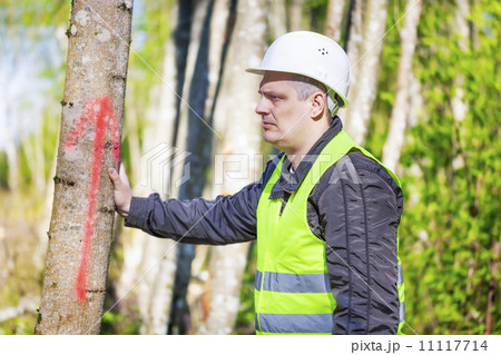 Lumberjack near marked tree in forest 11117714