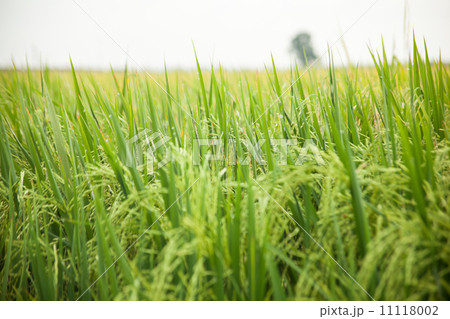 Rice and rice fields.. 11118002