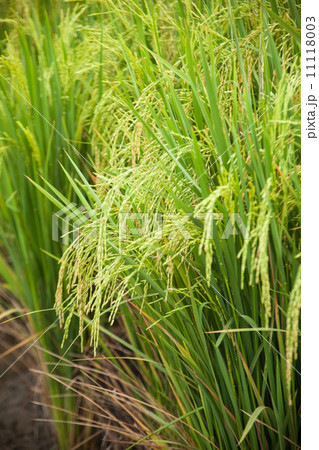 Rice and rice fields.. 11118003
