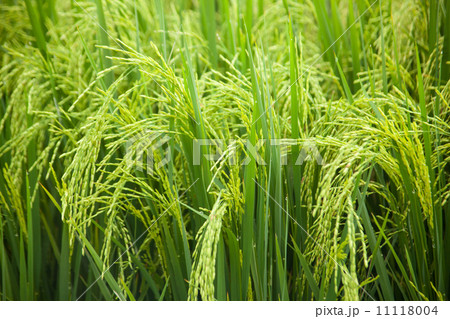 Rice and rice fields.. Rice and rice fields.. 11118004