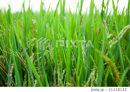 Rice and rice fields. 11118132