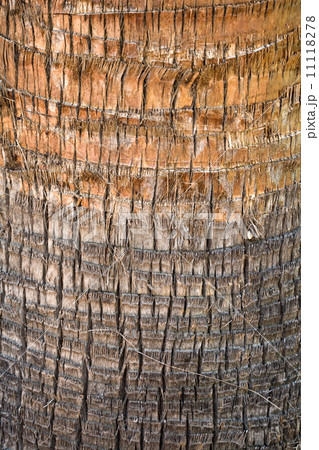 Palm tree cortex detailed closeup texture 11118278