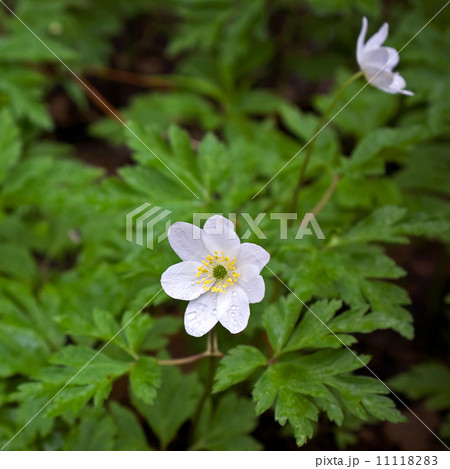 Anemone nemorosa. White flowers closeup photo Anemone nemorosa. White flowers closeup photo 11118283