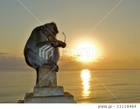 Monkey and glasses 11118464