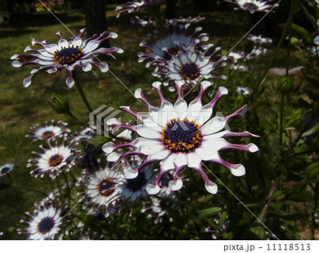 オステオスペルマム 11118513