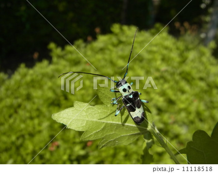 ムクゲの葉にラミーカミキリ 11118518