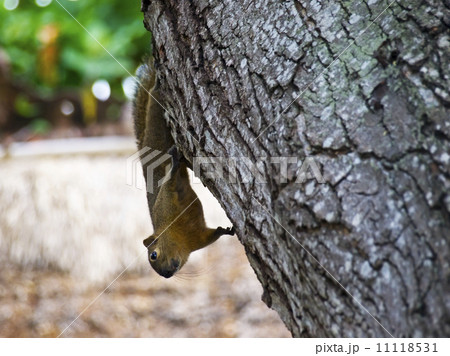 Squirrel Squirrel 11118531