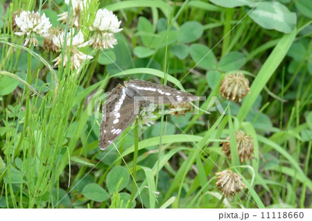 イチモンジチョウ 11118660