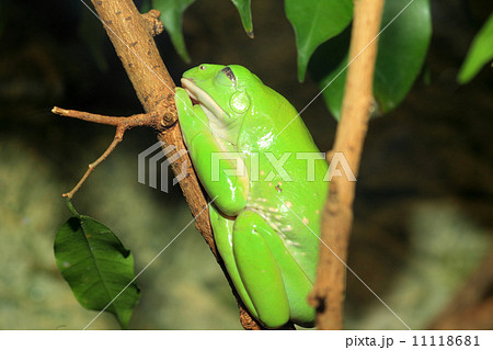 フタイロネコメガエル 11118681