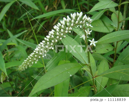 オカトラノオ オカトラノオ 11118839