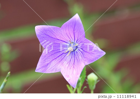 キキョウの花 キキョウの花 11118941
