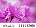 ミツバツツジ 11118960
