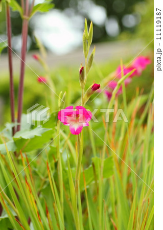 アリュウムトリクエトルムの花 11119187