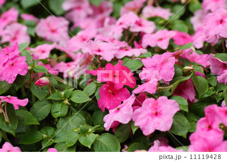 インパチェンスの花 11119428