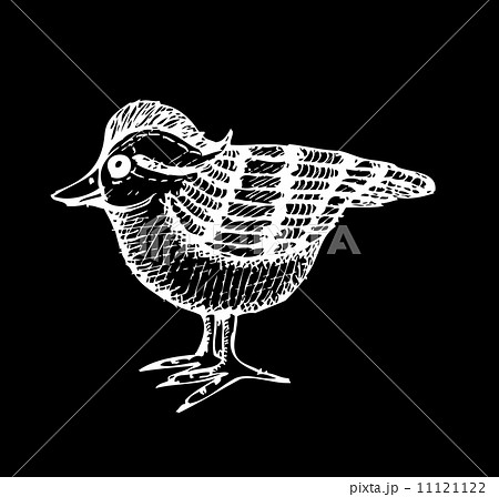 birds design bird collection 11121122