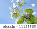 紫陽花とかたつむり 11123565