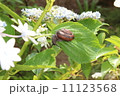 アジサイとカタツムリ 11123568