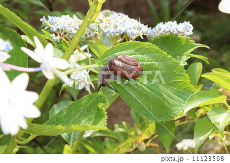 アジサイとカタツムリ 11123568