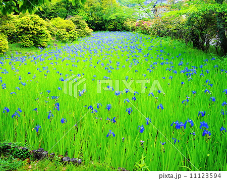 大田神社の杜若 11123594