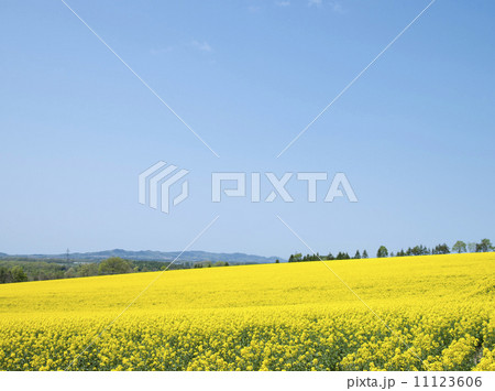 菜の花 11123606