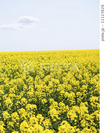菜の花 11123626