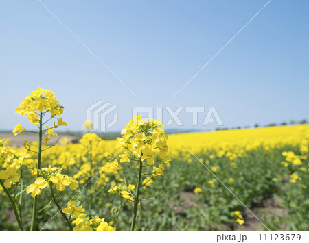 菜の花 11123679
