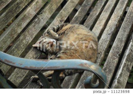 生き物　ペット　自由猫、公園のベンチでくつろぐ① 11123698