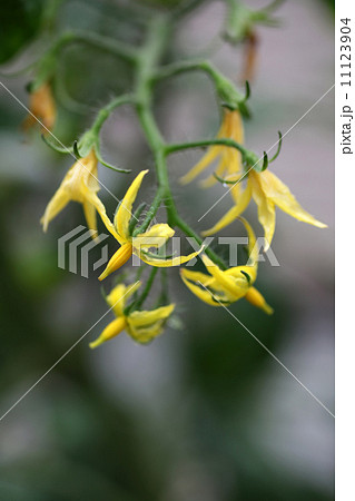 ミニトマトの花 ミニトマトの花 11123904
