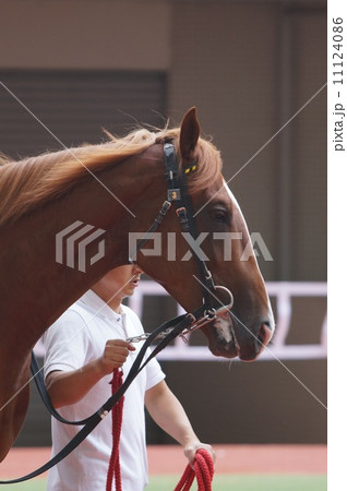 馬の顔 馬の顔 11124086