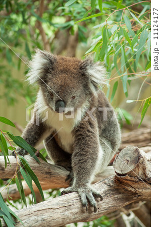 native Australian Koala 11124177