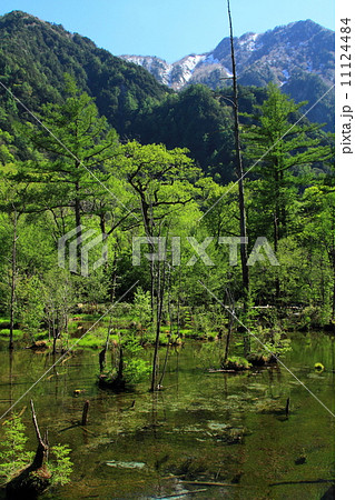 新緑の上高地 新緑の上高地 11124484