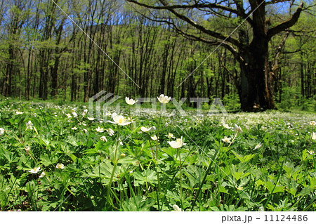 新緑の上高地 11124486