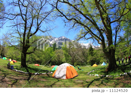 新緑の上高地 11124520