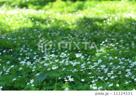 新緑の上高地 新緑の上高地 11124531