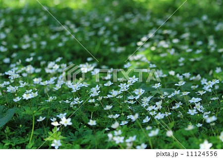 新緑の上高地 新緑の上高地 11124556