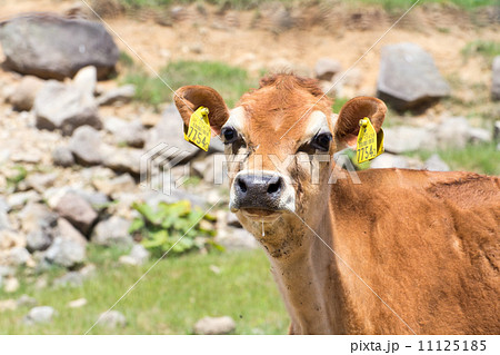 ジャージー牛 11125185