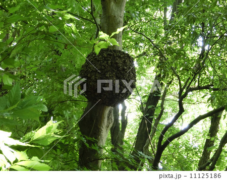 楓の瘤 楓の瘤 11125186