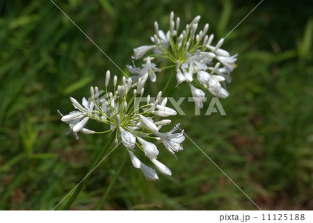 白花のアガパンサス 11125188