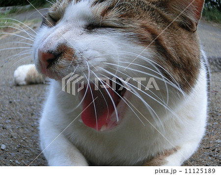 猫のアクビ 11125189