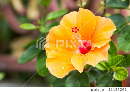 hibiscus flowers 11125261