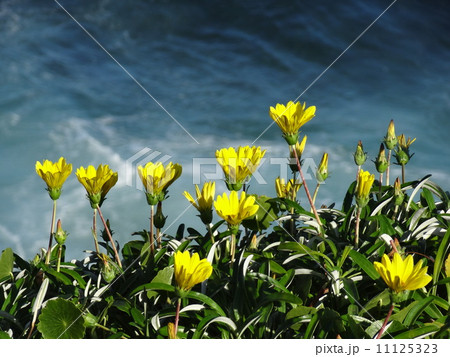 崖の上の花 11125323