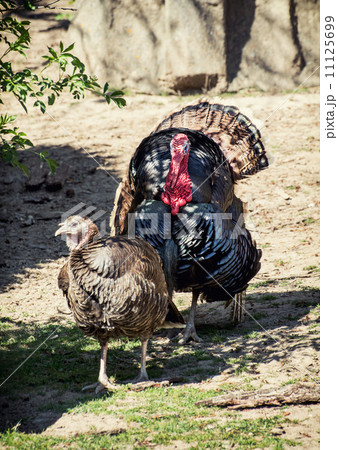 Pair of a Wild turkeys (Meleagris gallopavo) 11125699