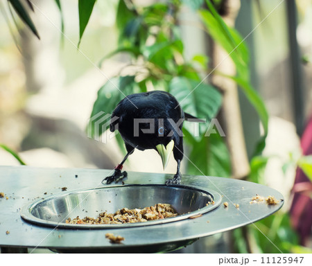 One Yellow-rumped cacique (Cacicus cela) One Yellow-rumped cacique (Cacicus cela) 11125947