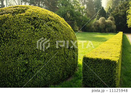 Green hedge Green hedge 11125948