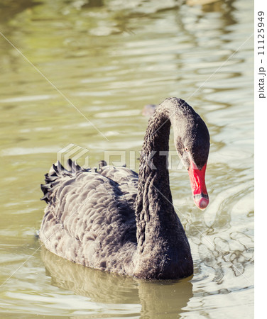 Black swan Black swan 11125949